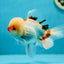 Red White Oranda Male 5 inches #0707OR_18