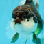 Panda Oranda Female 5.5 inches #0623OR_10