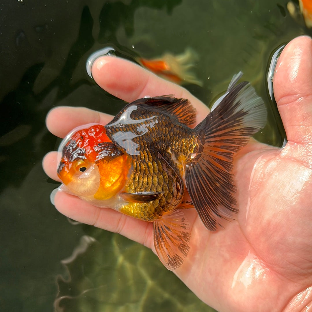 Femelle Oranda tricolore 4 pouces #0623OR_07