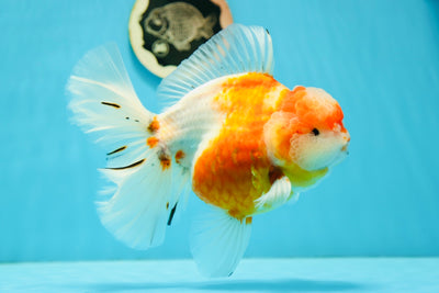 Super Show Grade Godzilla Sakura Oranda Female 7 inches #0707OR_999