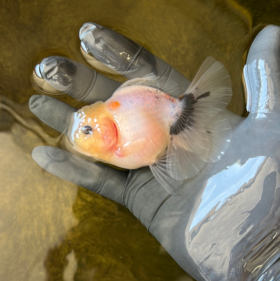 Oranda à tête de citron femelle 3,5 pouces #0526OR_18