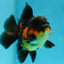 AAA Grade Apache Oranda Male 4.5inches #0609OR_02