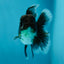 Kirin Oranda Male 4 inches #0609OR_21