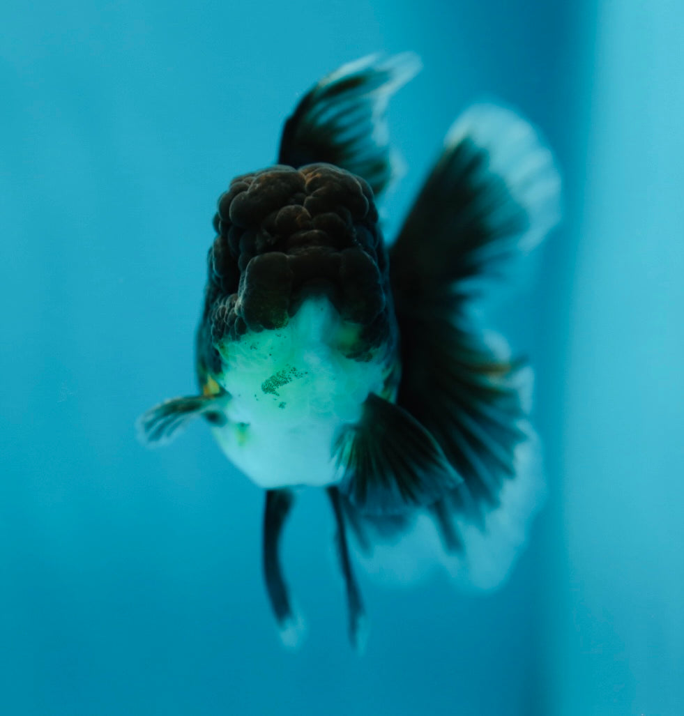 Kirin Oranda Male 4 inches #0609OR_21