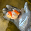 Calico Oranda Male 3.5 inches #0526OR_04