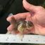 A Grade Kirin Oranda Female 3.5 inches #0721OR_26