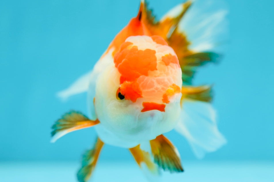 A Grade Pompoms Red White Oranda Male 4.5-5 inches #0629OR_12