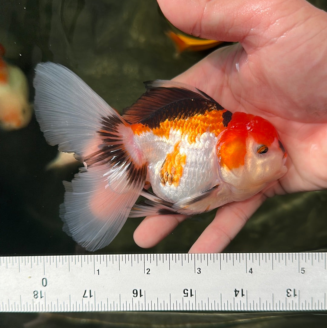 Oranda tricolor macho de grado A de 4,5 a 5 pulgadas n.° 0623OR_11