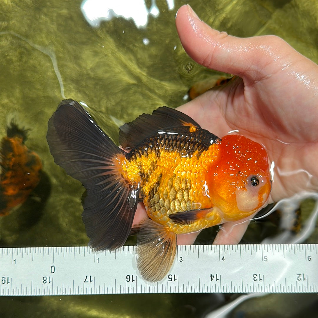 A Grade Super Chunky Tricolor Oranda Male 5-5.5 inches #0721OR_14