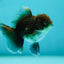 Kirin Oranda Male 3.5-4 inches #0721OR_32