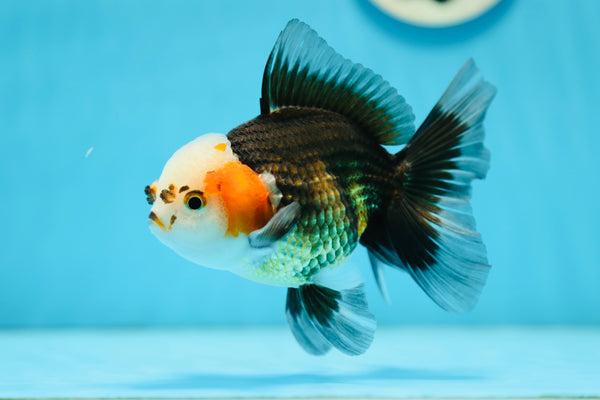 A Grade Tricolor Male 4.5-5 inches #0728OR_09 – Jimmy Goldfish