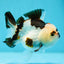 AAA Grade Tricolor Yuanbao Male 4 inches #0707YB_03