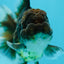 A Grade Kirin Tiger Oranda Male 4 inches #0707OR_22