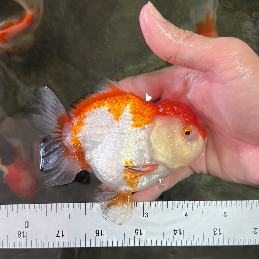 Red White Yuanbao Male 4.5 inches #0714YB_27