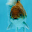 Kirin Oranda Female 3.5-4 inches #0721OR_25