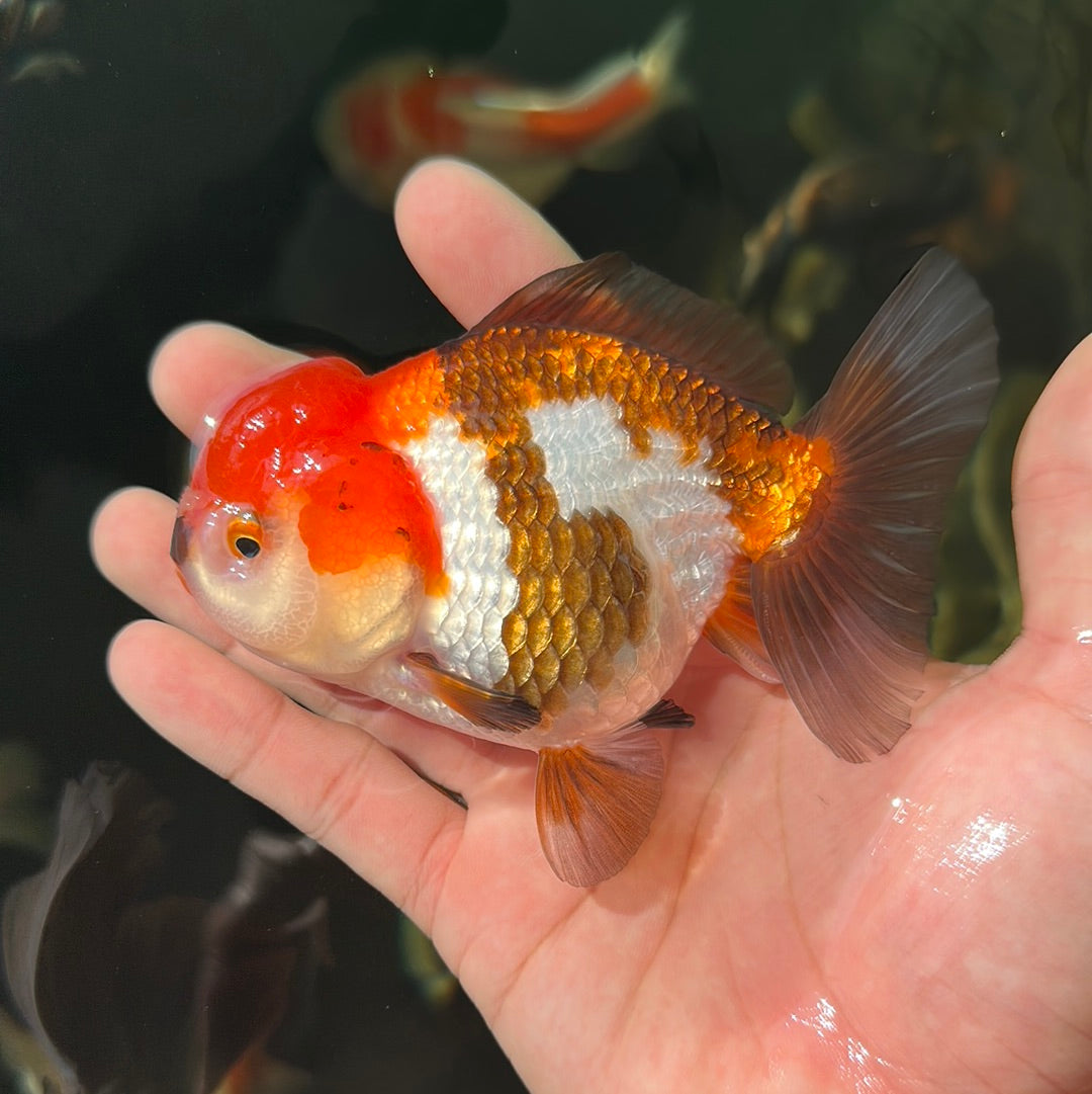 A Grade Tricolor Yuanbao Female 4-4.5 inches #0707YB_01