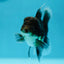 Kirin Oranda Male 4 inches #0609OR_21