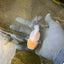 Lemonhead Granite Oranda Male 3.2-3.5 inches #0526OR_05