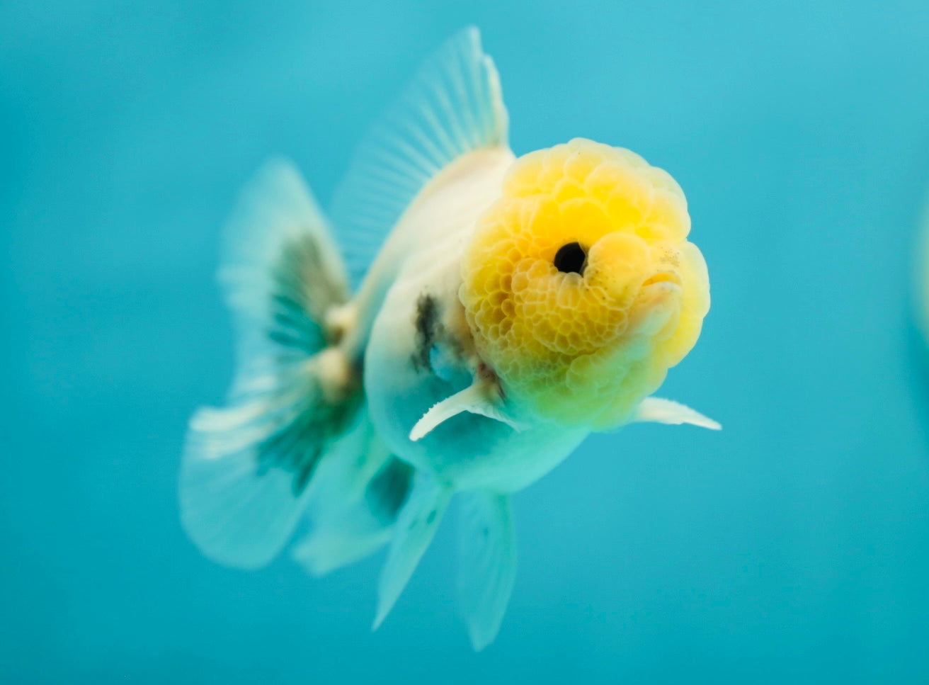 Lemonhead Granite Oranda Male 3.2-3.5 inches #0526OR_05