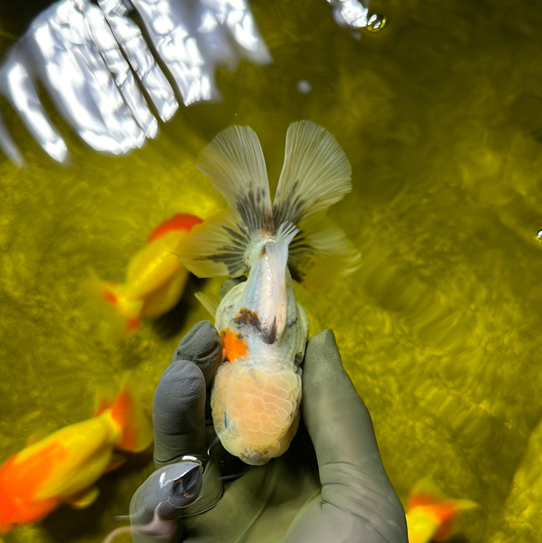 Oranda hembra de cabeza de limón mate de 3,5 a 4 pulgadas n.º 0609OR_18