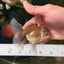 Kirin Oranda Female 3.5-4 inches #0721OR_24