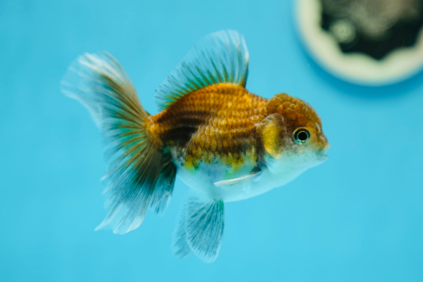 Kirin Oranda Femelle 3,5-4 pouces #0721OR_24