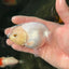 A Grade Marbled Pearl Snow White Lionchu Female 3.5-4 inches #0623LC_25
