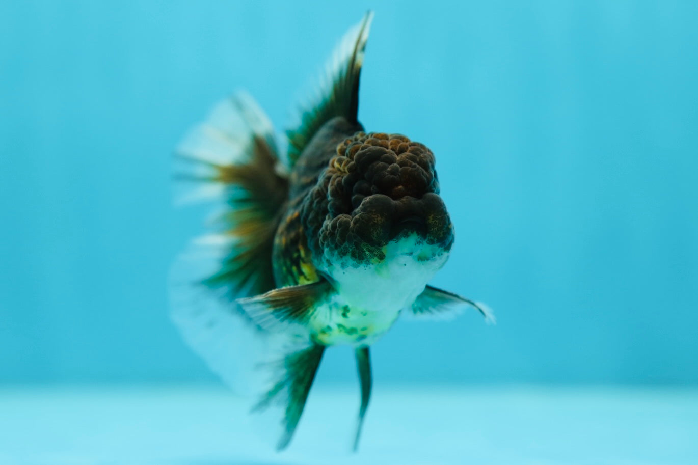 A Grade Kirin Tiger Oranda Male 4 inches #0707OR_22