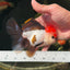 Tricolor Oranda Male 5 inches #0707OR_19