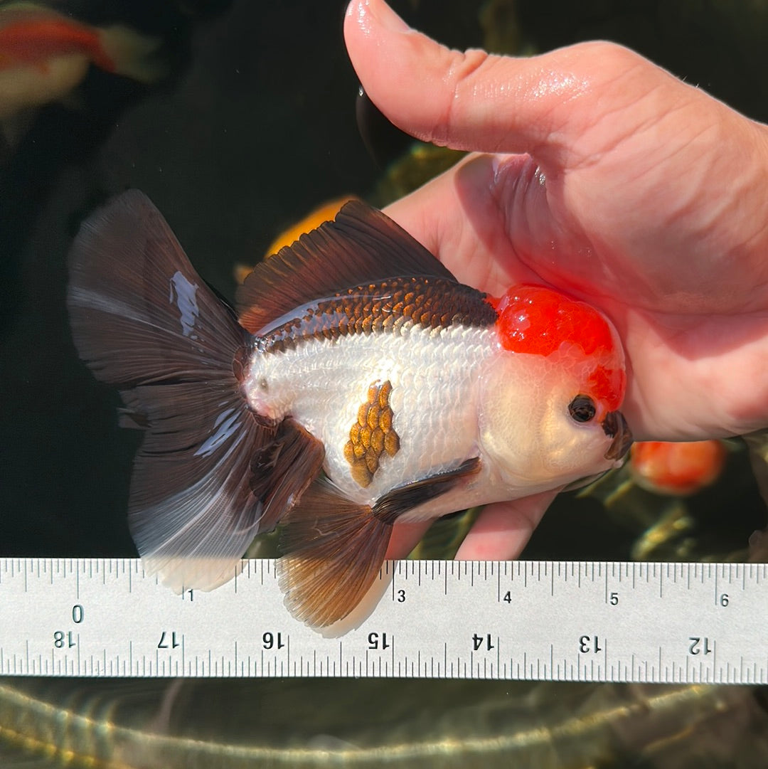 Tricolor Oranda Macho 5 pulgadas #0707OR_19