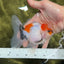 A Grade Calico Matte Scales Oranda Male 4.5-5 inches #0721OR_13