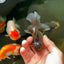 A Grade Kirin Oranda Female 3.5 inches #0721OR_26