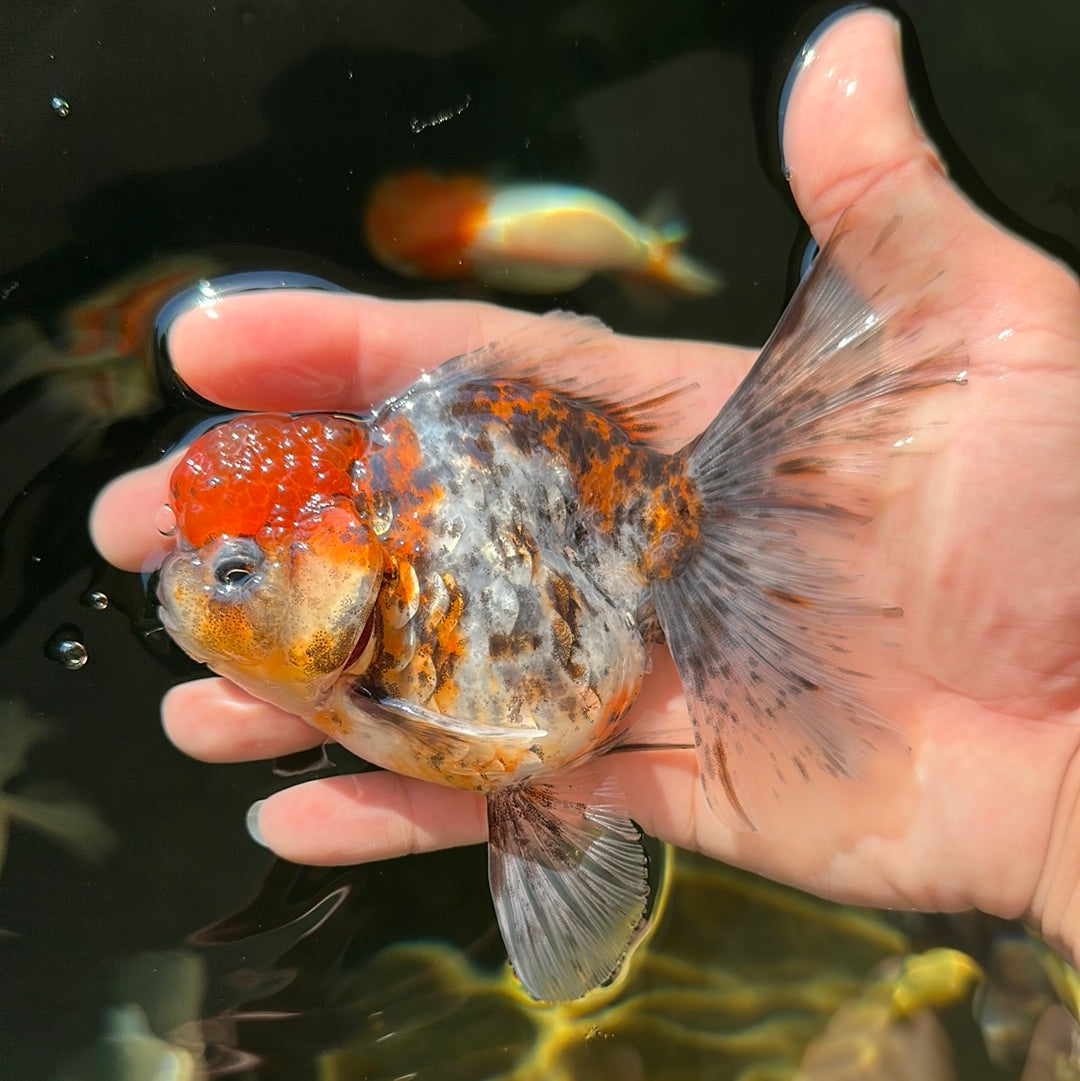 A Grade Calico Kirin Female 4.5-5 inches #0728OR_07