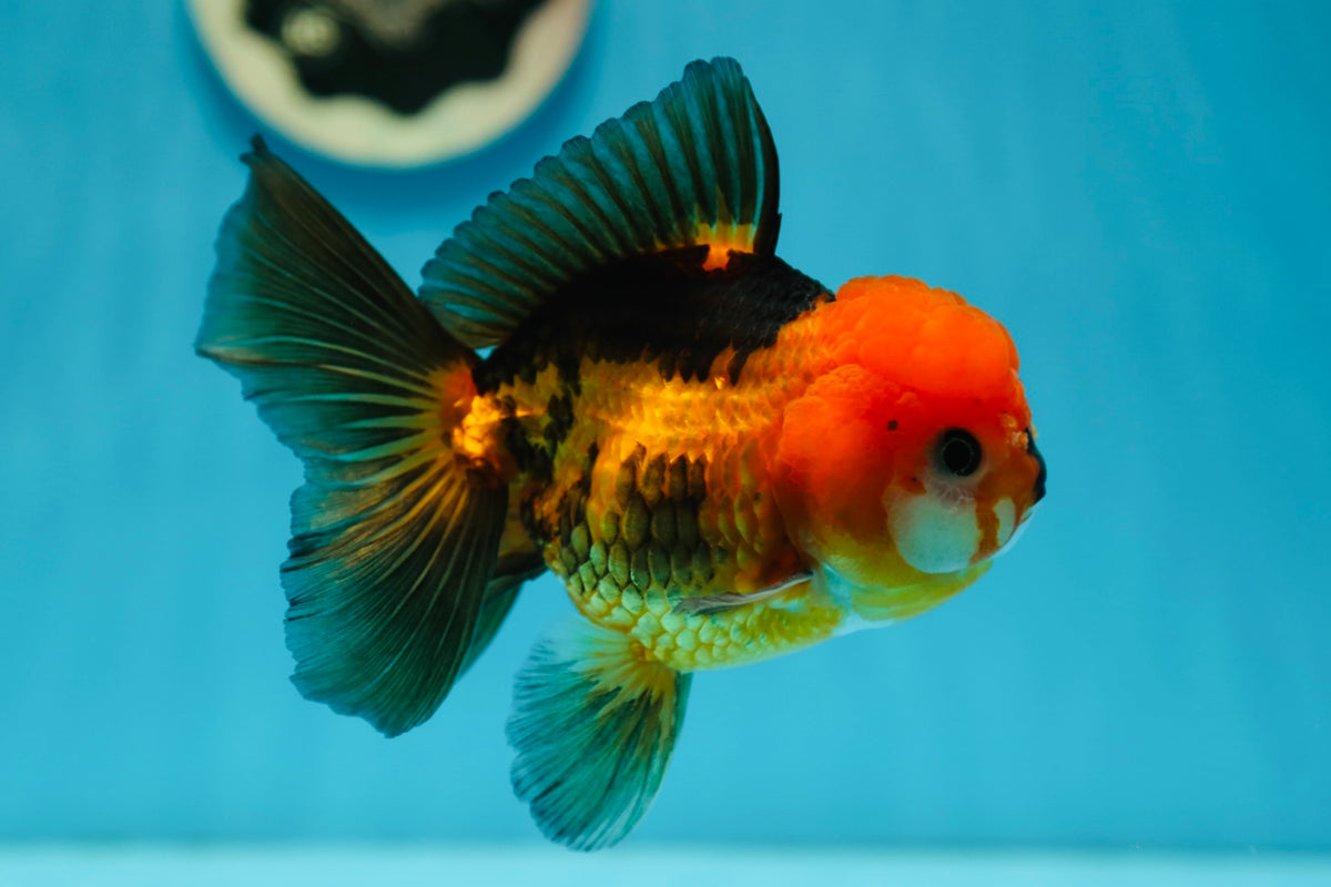 3 Inch Goldfish A Grade Super Chunky Tricolor Oranda Male 5-5.5 inches #0721OR_14 ...