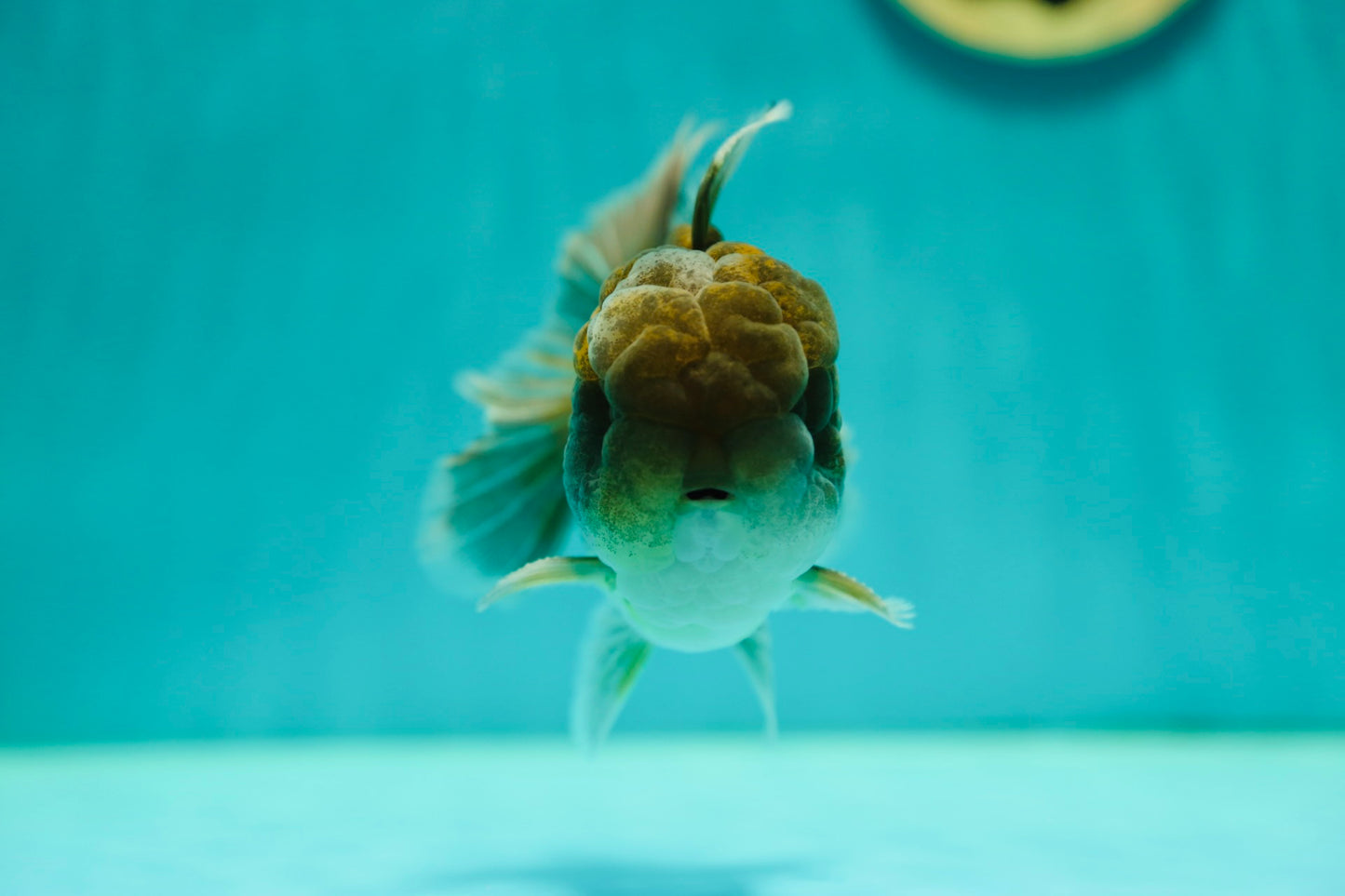 Grado A Kirin Oranda Macho 4.5 pulgadas #0428OR_22