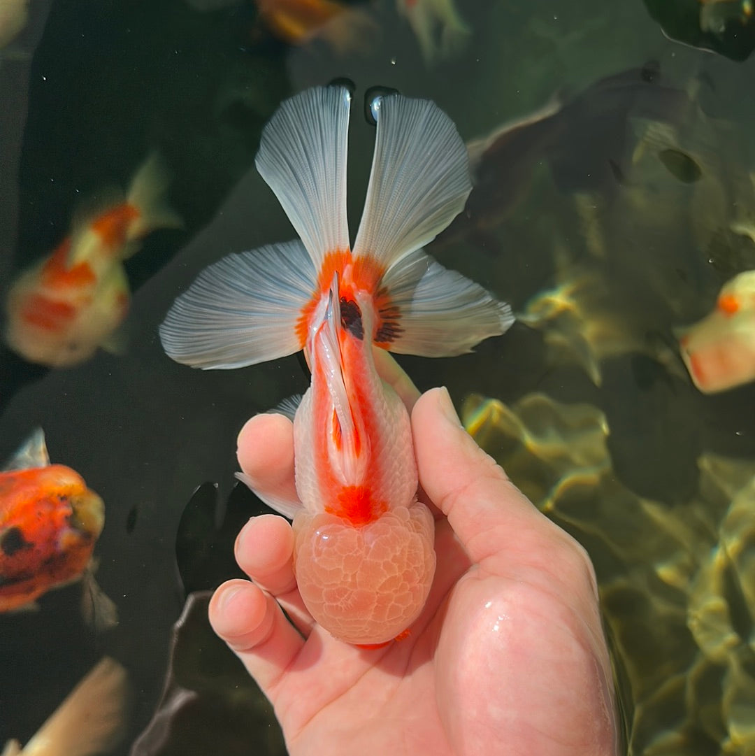 Red White Oranda Male 5 inches #0707OR_18