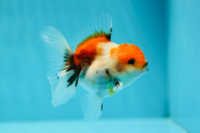 Sakura Oranda hembra de grado A, 3,5 a 4 pulgadas, n.° 0616OR_19