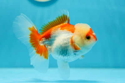 AAA Grade Red White Oranda Female 4.5 inches #0714OR_01