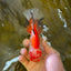 A Grade Pompoms Red White Oranda Male 4.5-5 inches #0629OR_12