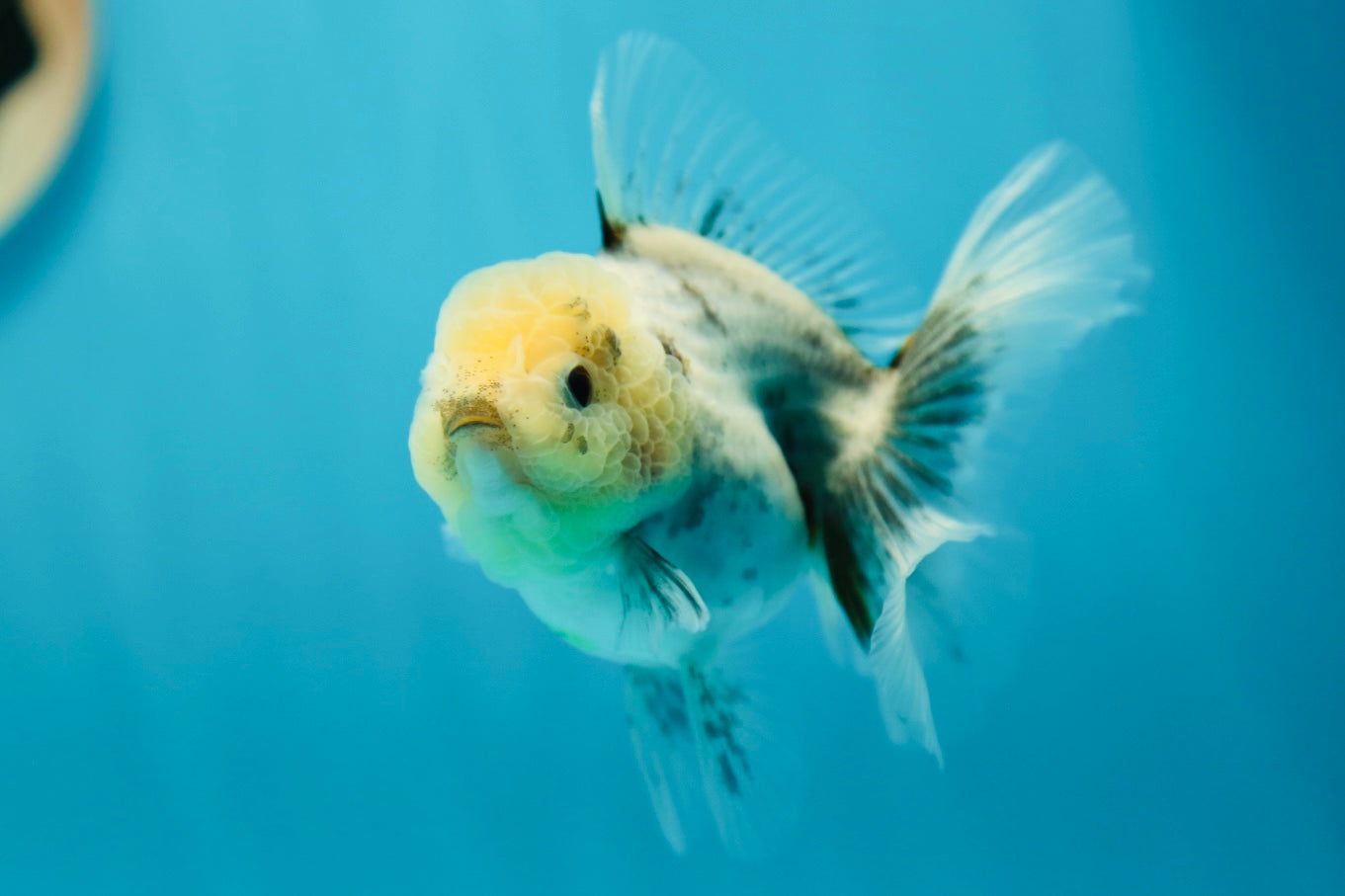 Oranda hembra de cabeza de limón mate de 3,5 a 4 pulgadas n.º 0609OR_18