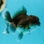 A Grade Kirin Oranda Female 3.5 inches #0616OR_21