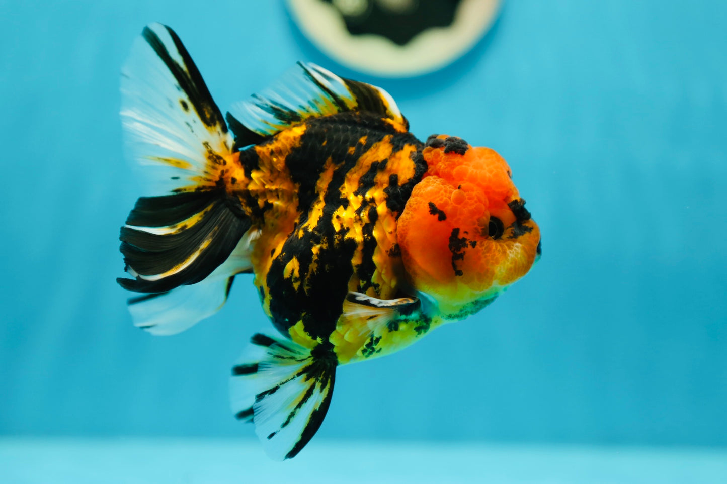 Tigre Oranda femelle 4,5 pouces #0623OR_01