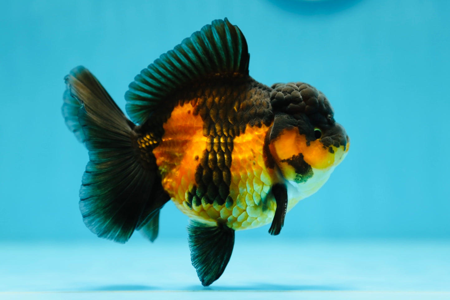 AAA Grade Apache Oranda Male 4.5inches #0609OR_02