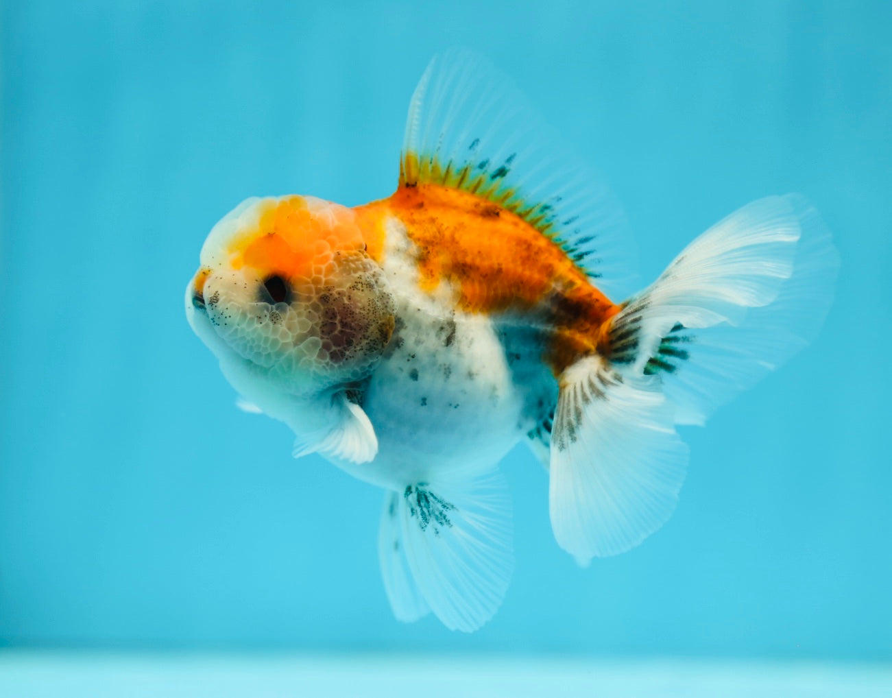 Oranda macho calicó de cola rosa de grado A, 3,5 a 4 pulgadas, n.º 0714OR_08