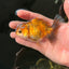 Tiger Oranda Female 4 inches #0721OR_27