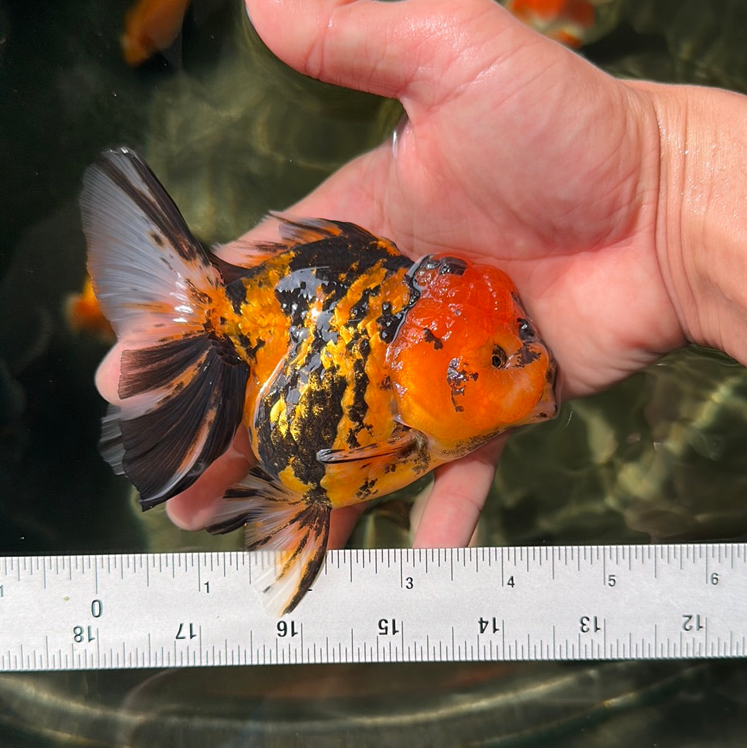 Oranda Goldfish Patterns Tiger Oranda Female 4.5 inches #0623OR_01 β Jimmy Goldfish
