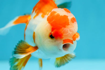 A Grade Pompoms Red White Oranda Male 4.5-5 inches #0629OR_12