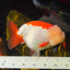 AAA Grade Jumbo Lemonhead Red White LionKing 5.5-6 inches #0505LC_12