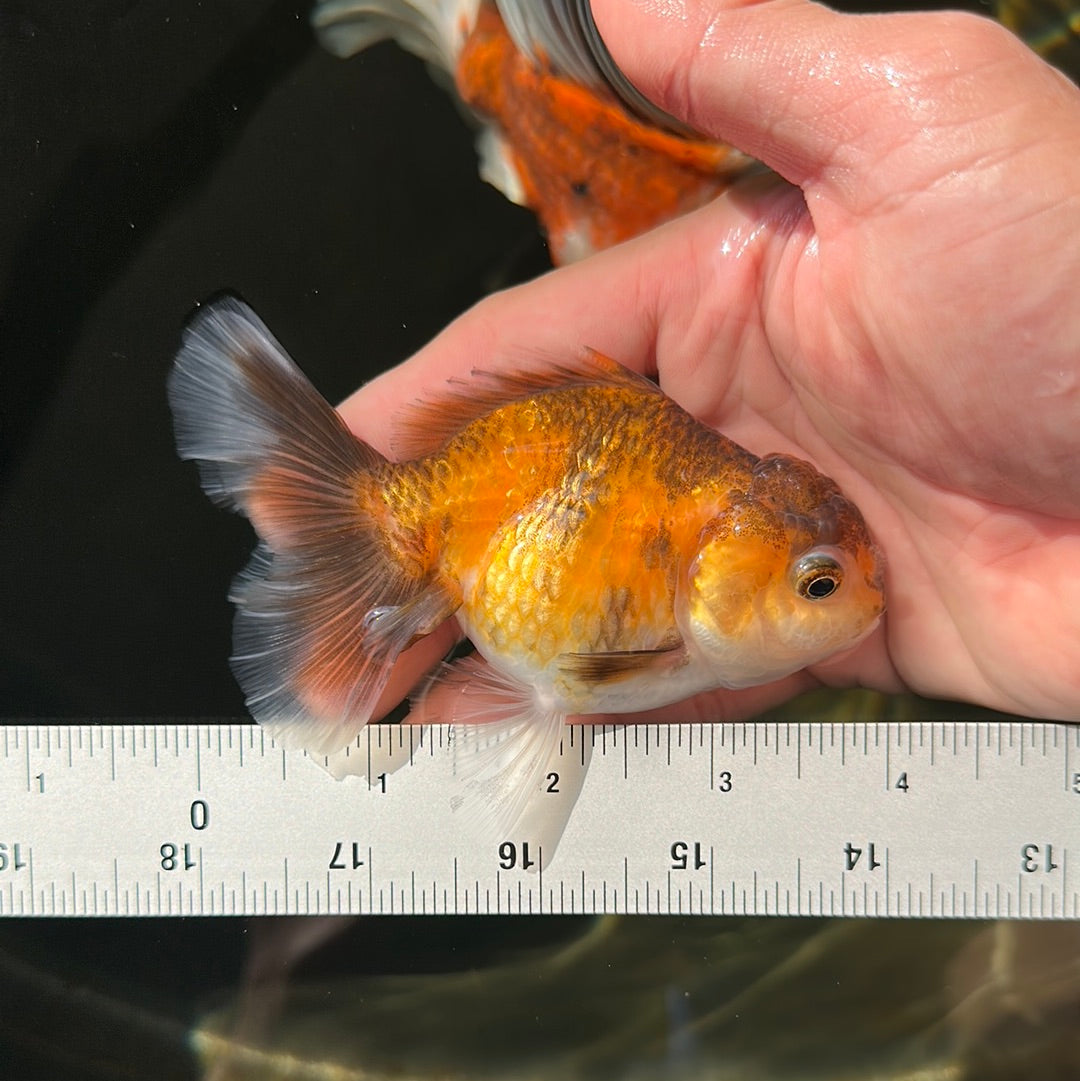 Tiger Oranda Female 4 inches #0721OR_27