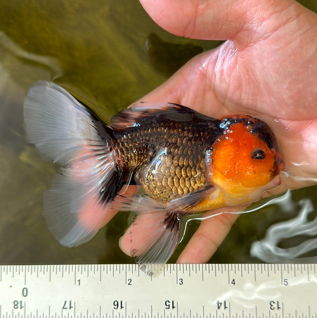 3 Inch Goldfish A Grade Tricolor Oranda Male 5 inches #0629OR_10 – Jimmy Goldfish